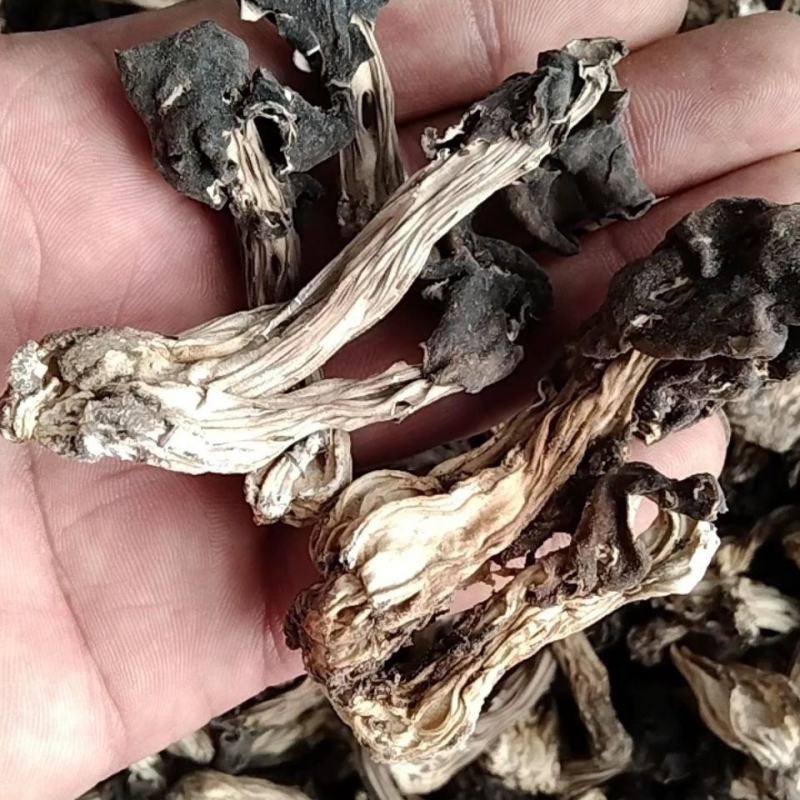 木耳蘑形似(新疆巴楚蘑菇)自然晒干东北特产塞罕坝