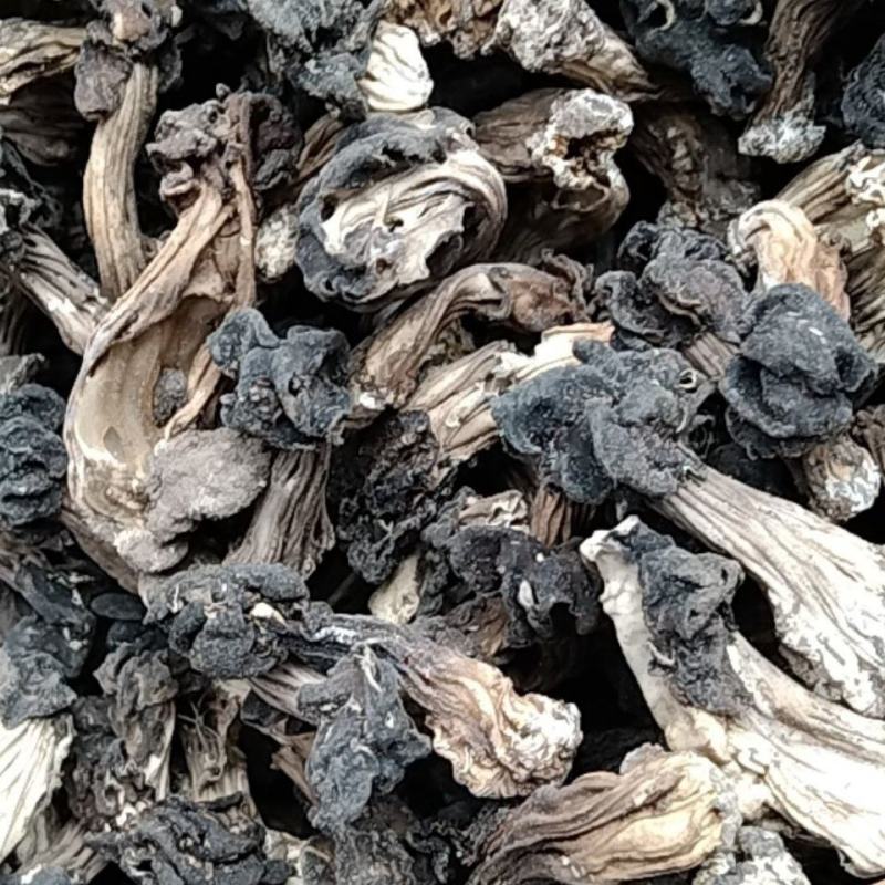 木耳蘑形似(新疆巴楚蘑菇)自然晒干东北特产塞罕坝