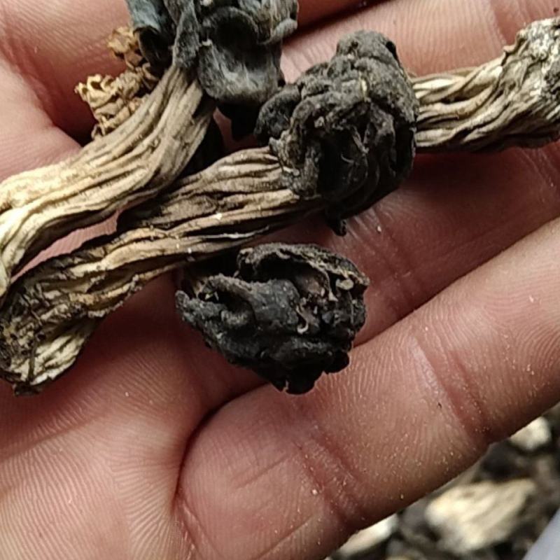 木耳蘑形似(新疆巴楚蘑菇)自然晒干东北特产塞罕坝