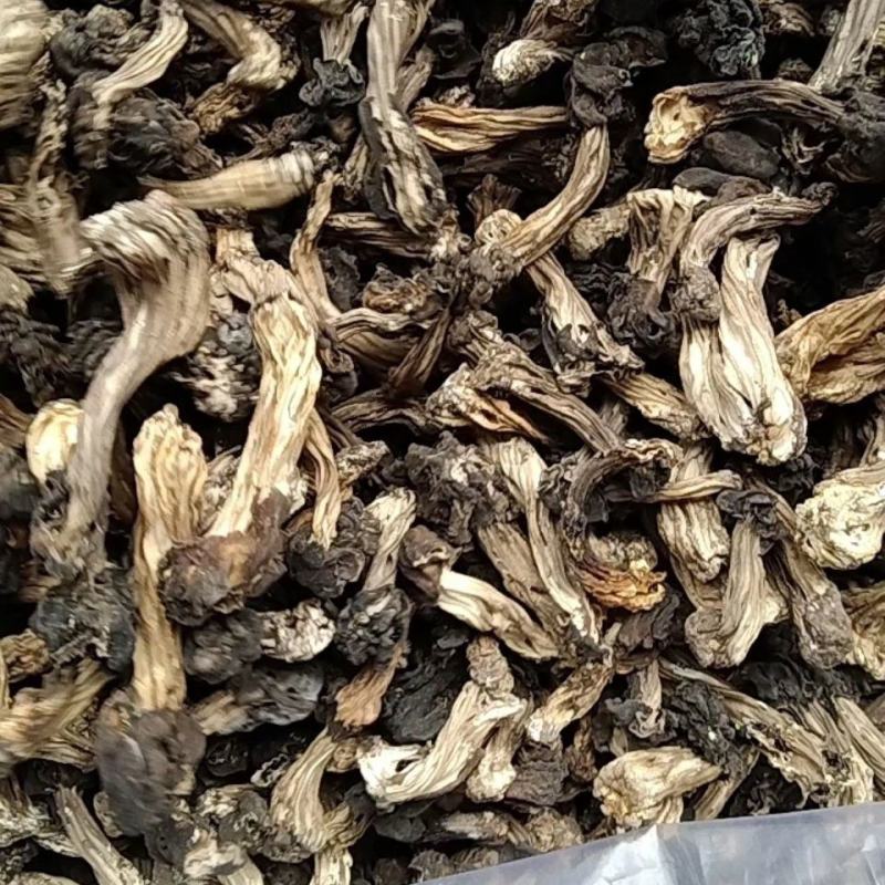 木耳蘑形似(新疆巴楚蘑菇)自然晒干东北特产塞罕坝