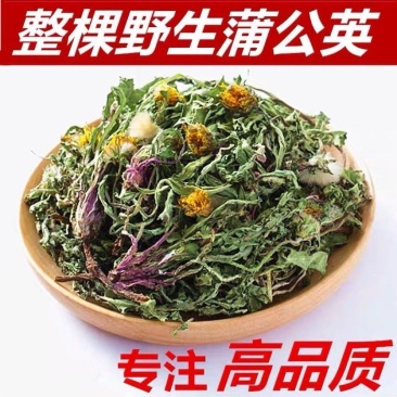 野生蒲公英整颗泡