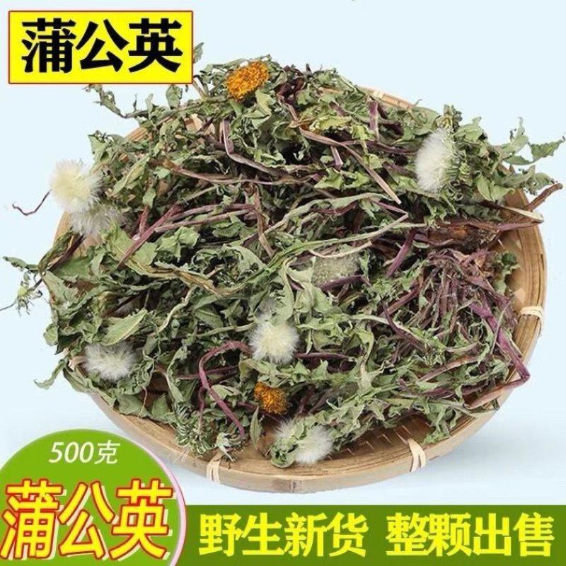 野生蒲公英整颗泡