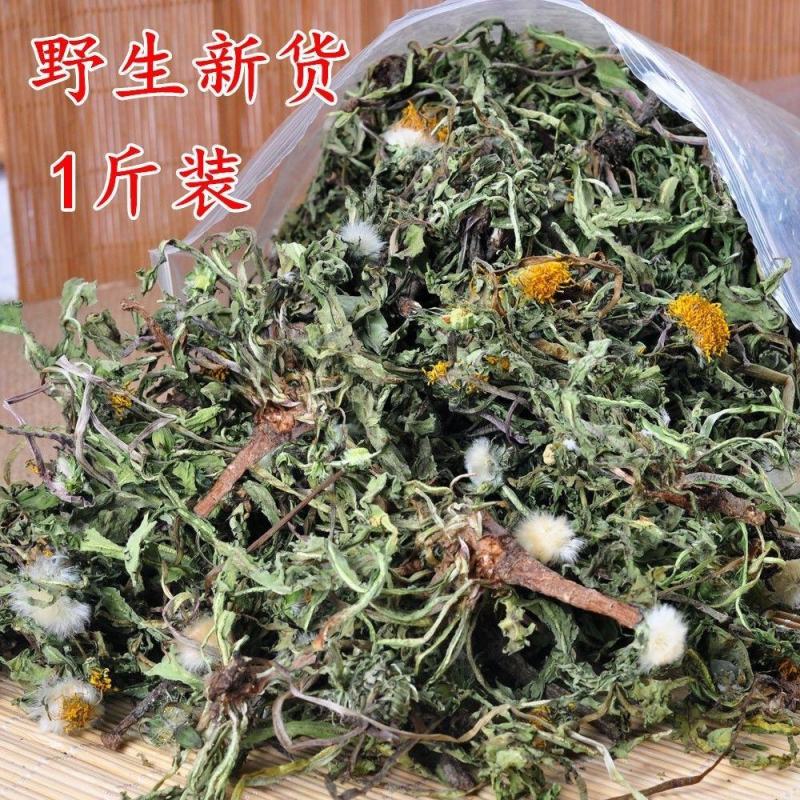 野生蒲公英整颗泡