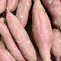 河南红薯商薯19业合作社高淀粉红薯为主量大优欢迎