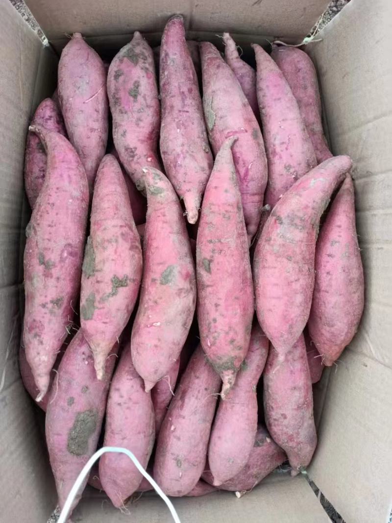 河南红薯商薯19业合作社高淀粉红薯为主量大优欢迎联系