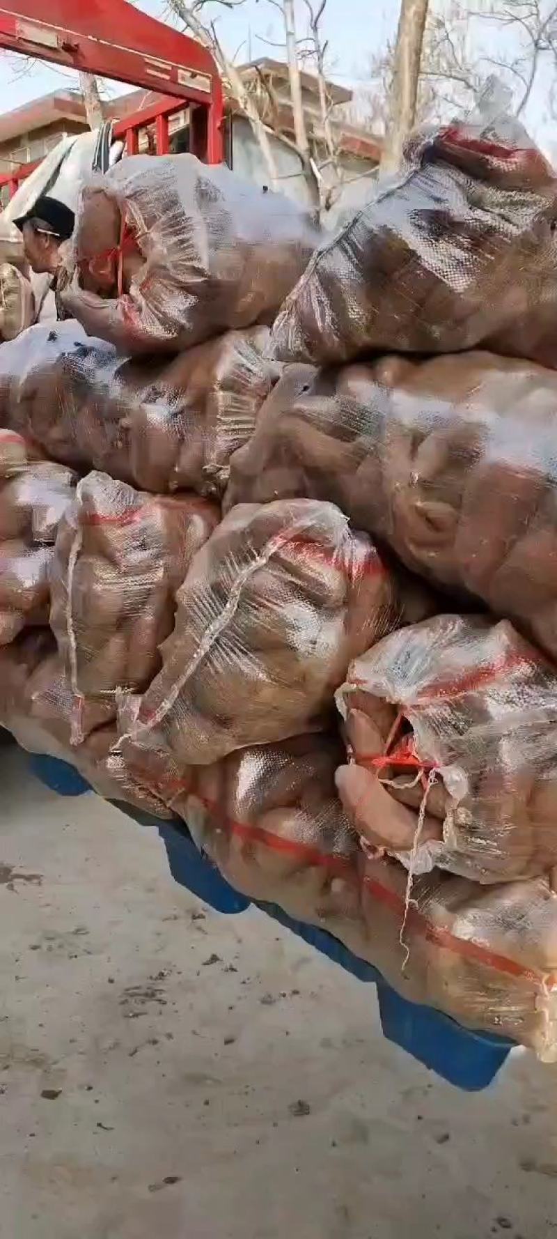 河南红薯商薯19业合作社高淀粉红薯为主量大优欢迎联系