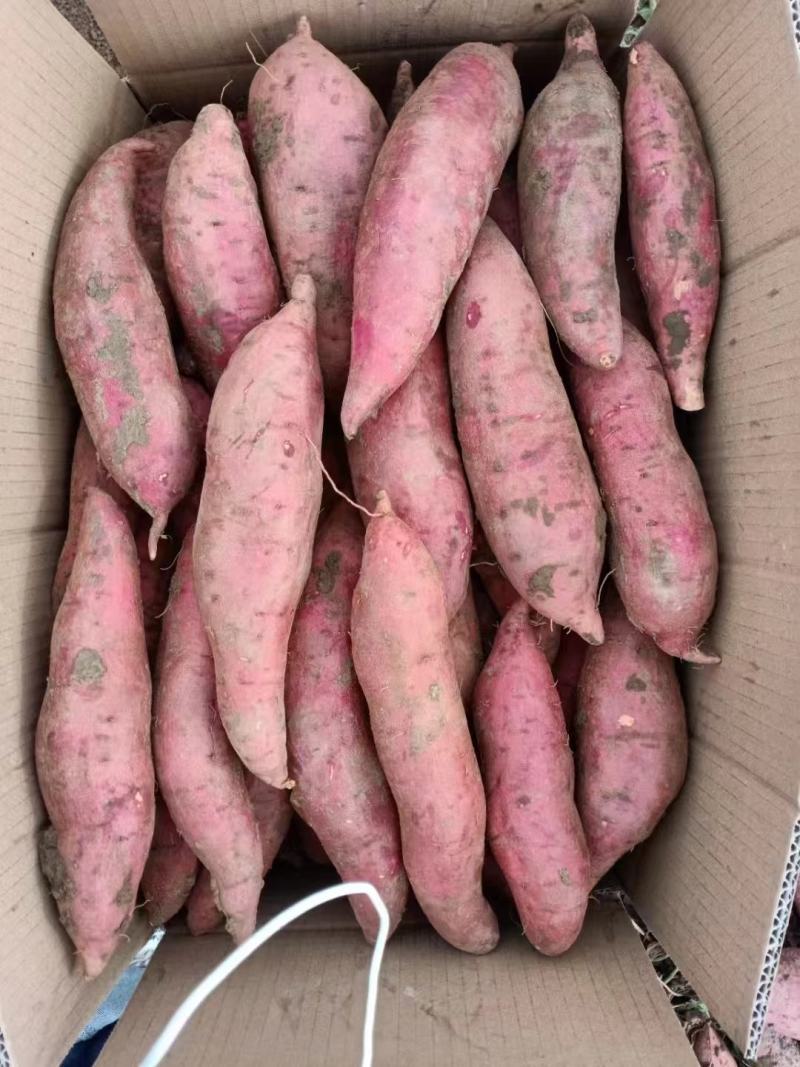 河南红薯商薯19业合作社高淀粉红薯为主量大优欢迎联系