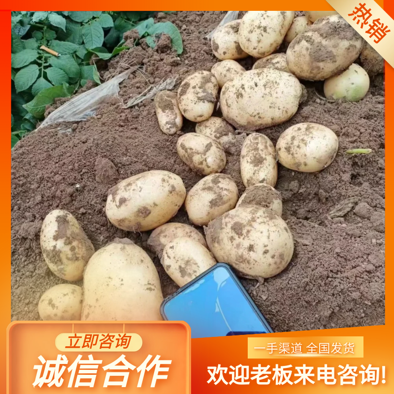 产地直发新鲜土豆，大量上市，品种齐全，一手货源，