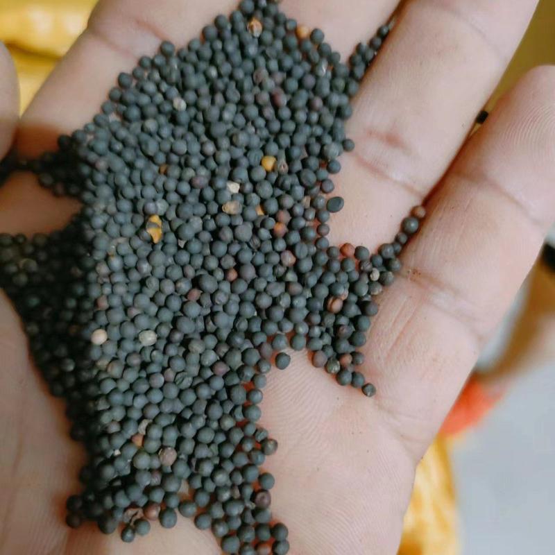 【厂家直供】安徽本地油菜籽大量供应可视频看货欢迎联系