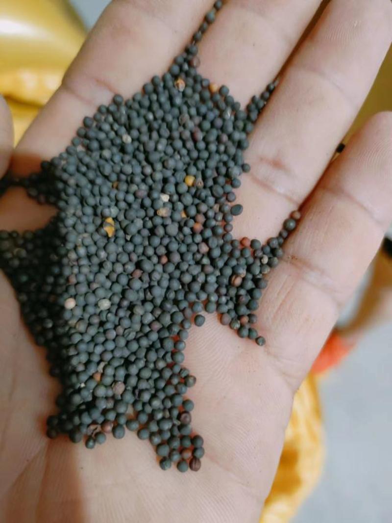 【厂家直供】安徽本地油菜籽大量供应可视频看货欢迎联系