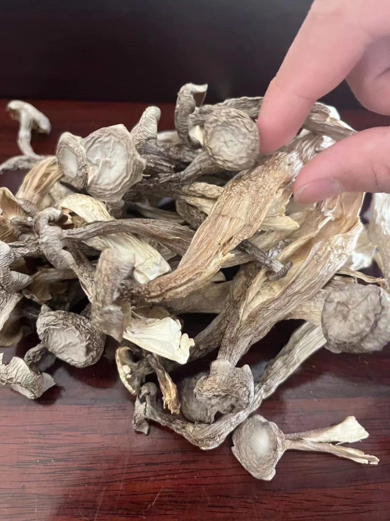 鹿茸菇味道鲜美老少皆宜有现货欢迎选购