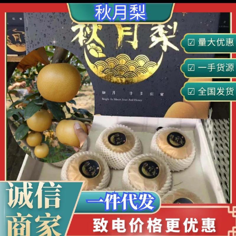 月秋梨大量上市，万亩梨园，包装齐全，供出口，精品批发，