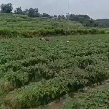 线椒大量上市