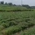 线椒大量上市