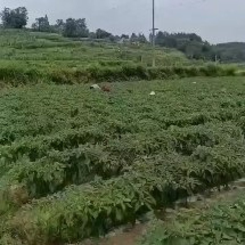 线椒大量上市