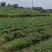 线椒大量上市