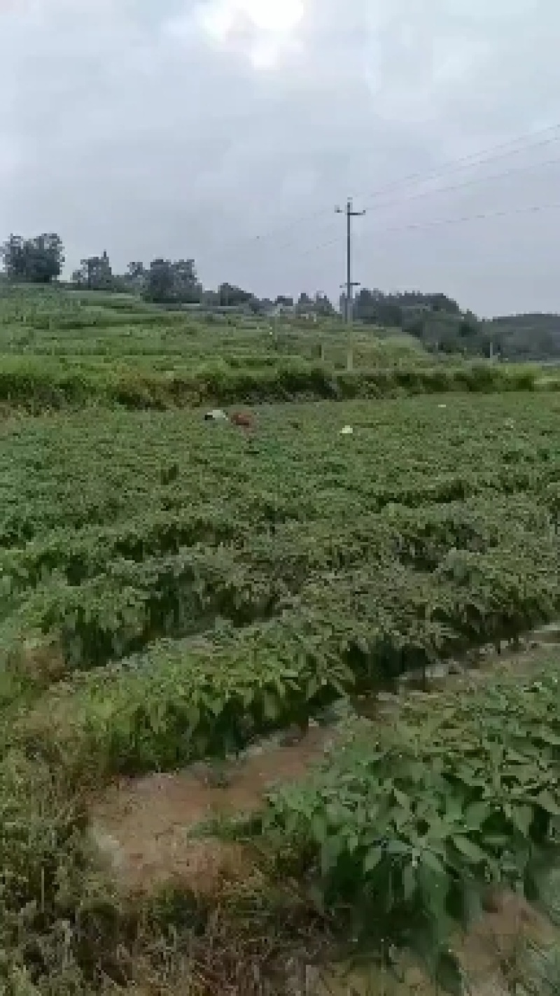 线椒大量上市