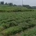 线椒大量上市