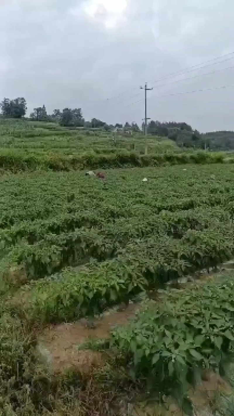 线椒大量上市