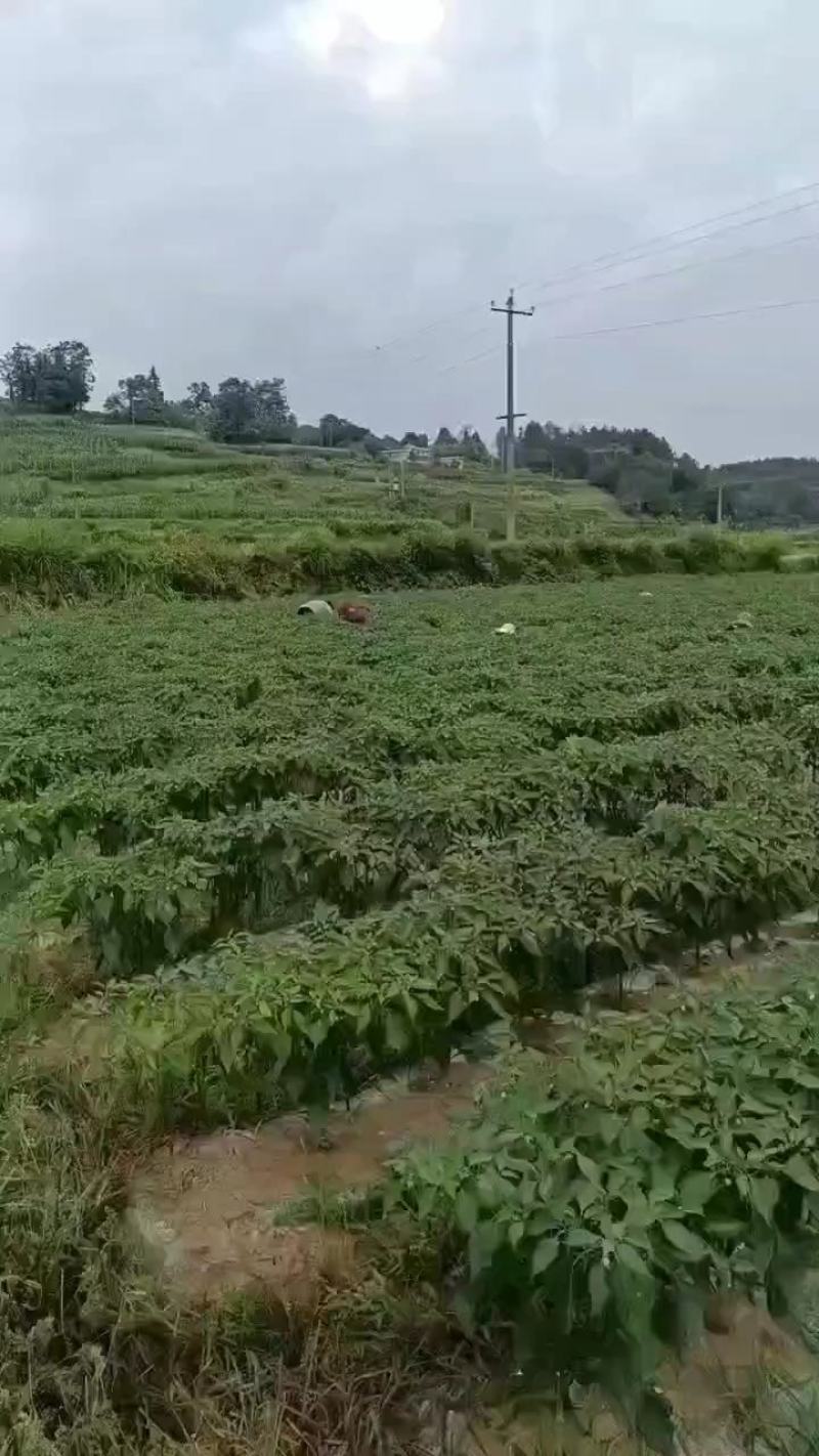 线椒大量上市