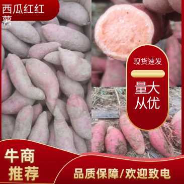 西瓜红红薯基地香甜软糯现挖先发品质保证欢迎致电