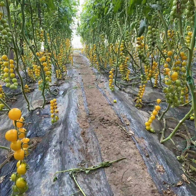 圣女果，各种樱桃番茄苗，基地直发