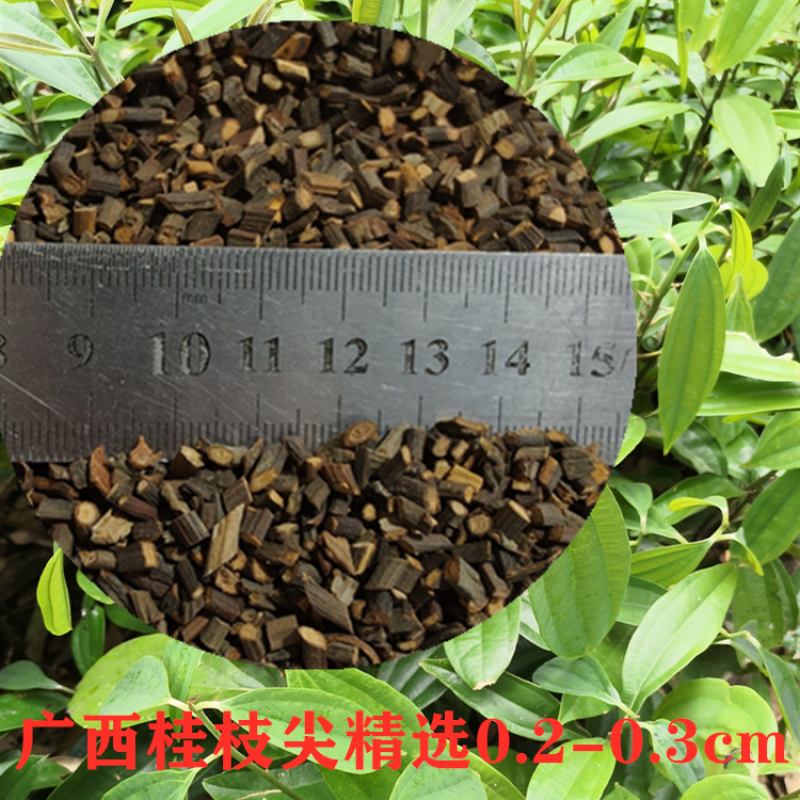 野生桂枝尖正品野生桂枝尖仲景古方桂枝汤新货广西道地中药材