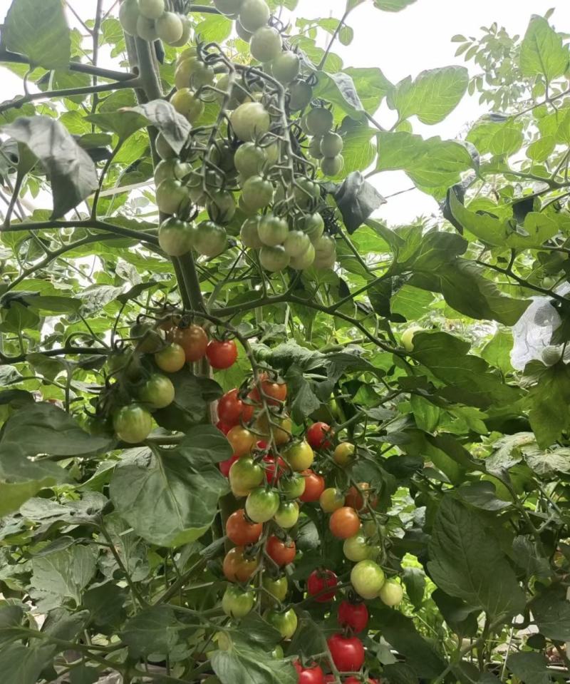 圣女果，各种樱桃番茄苗，基地直发