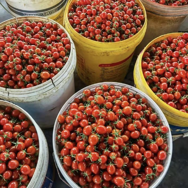 圣女果，各种樱桃番茄苗，基地直发