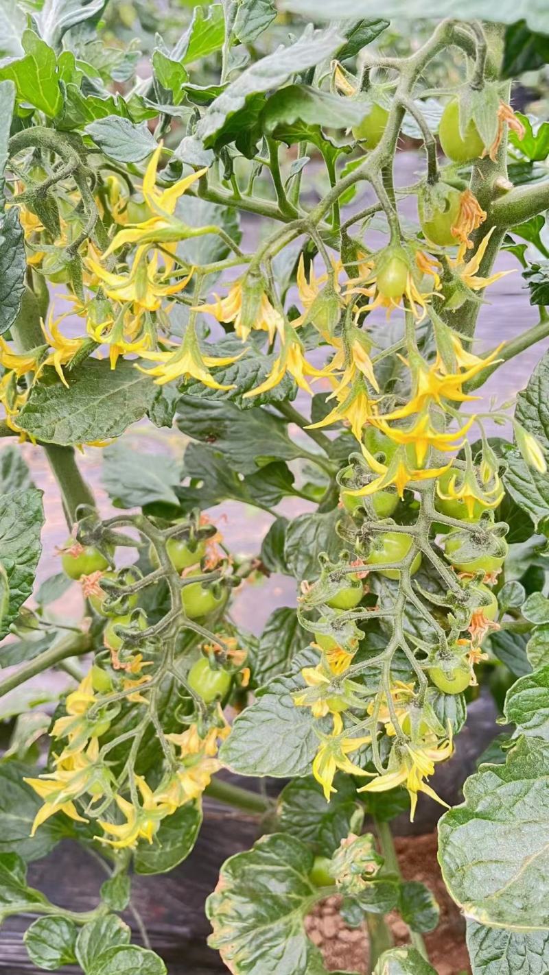 圣女果，各种樱桃番茄苗，基地直发