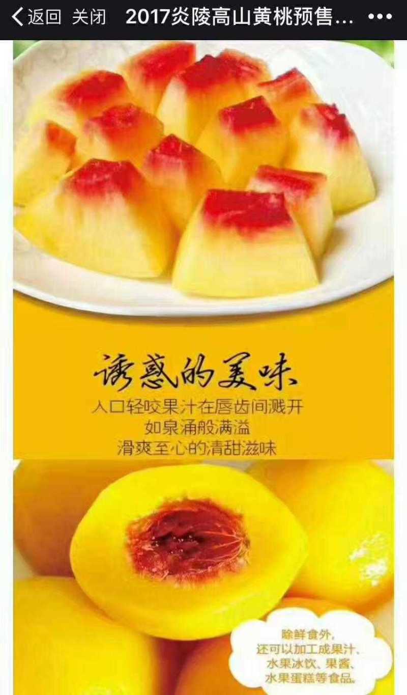 炎陵黄桃产地直供！诚招电商代理，国内包邮！