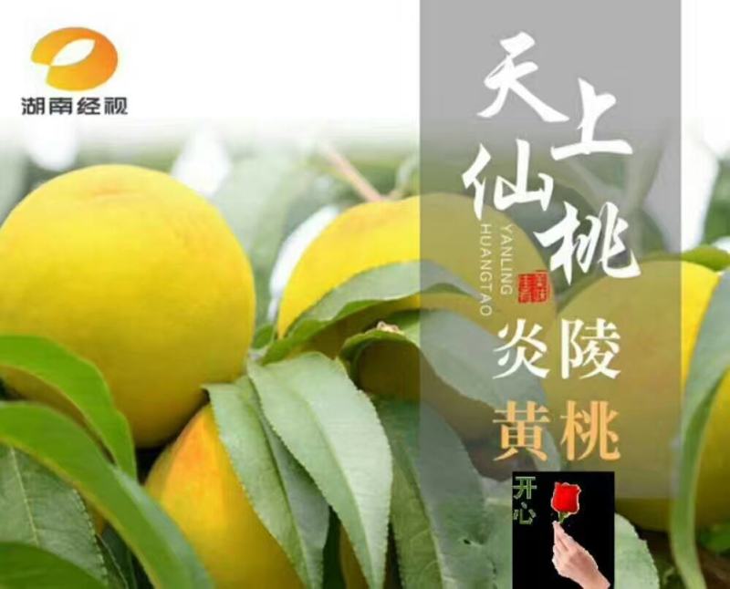 炎陵黄桃产地直供！诚招电商代理，国内包邮！