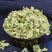 槐花中药材精选新货无硫国槐花蕊干货生槐花茶杨槐花包邮槐花