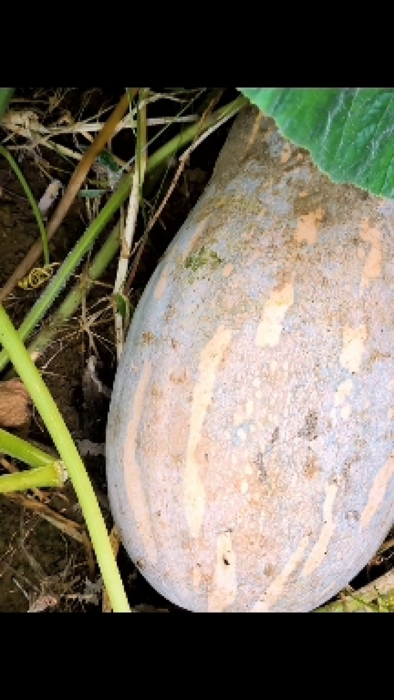 密本南瓜