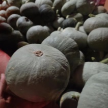 山西运城绛县板栗南瓜，水果南瓜