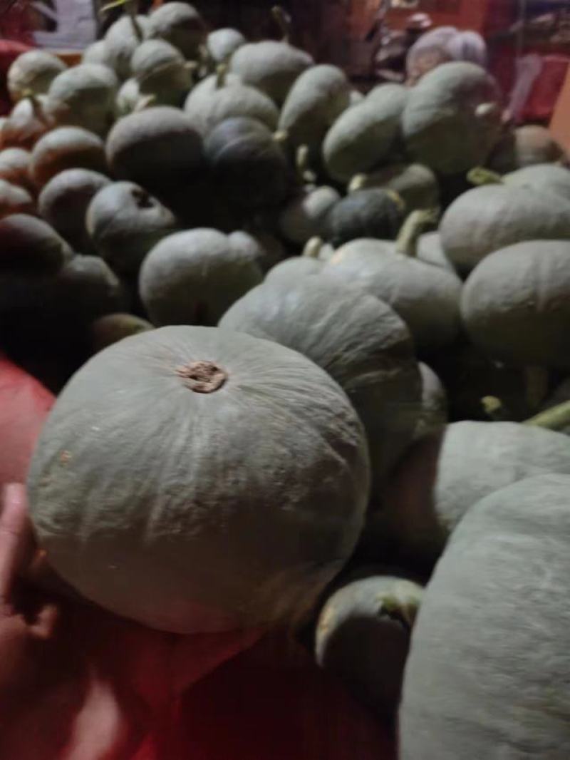 山西运城绛县板栗南瓜，水果南瓜