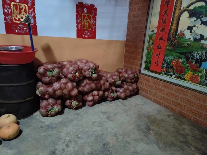 山西运城绛县板栗南瓜，水果南瓜