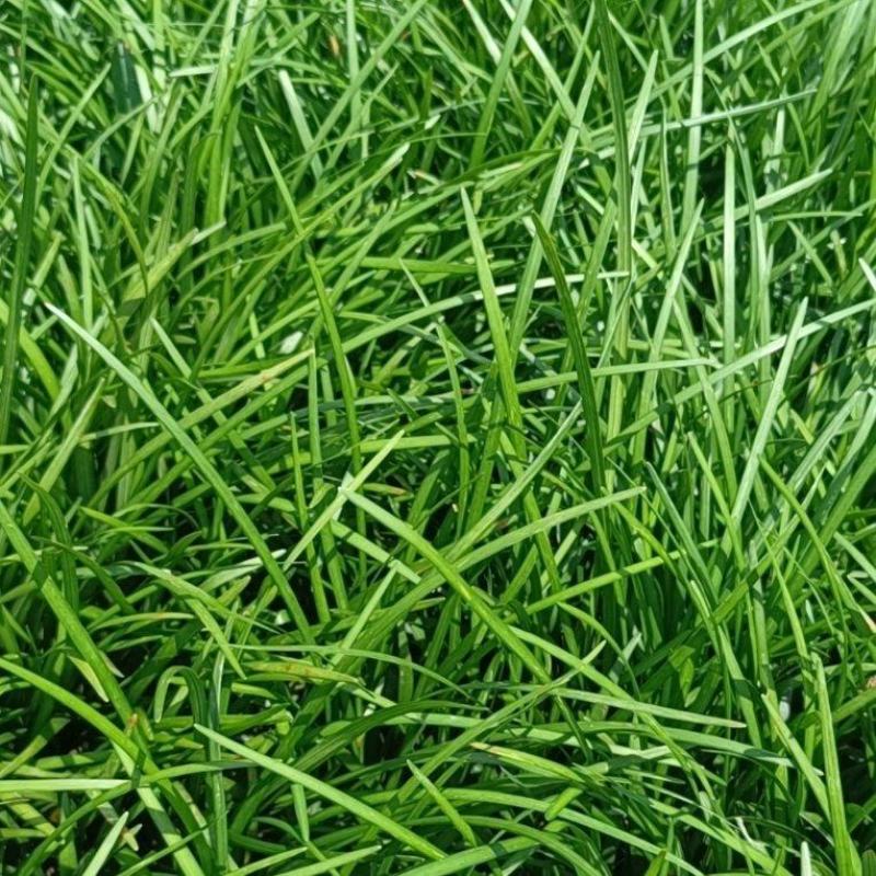 阔叶麦冬草