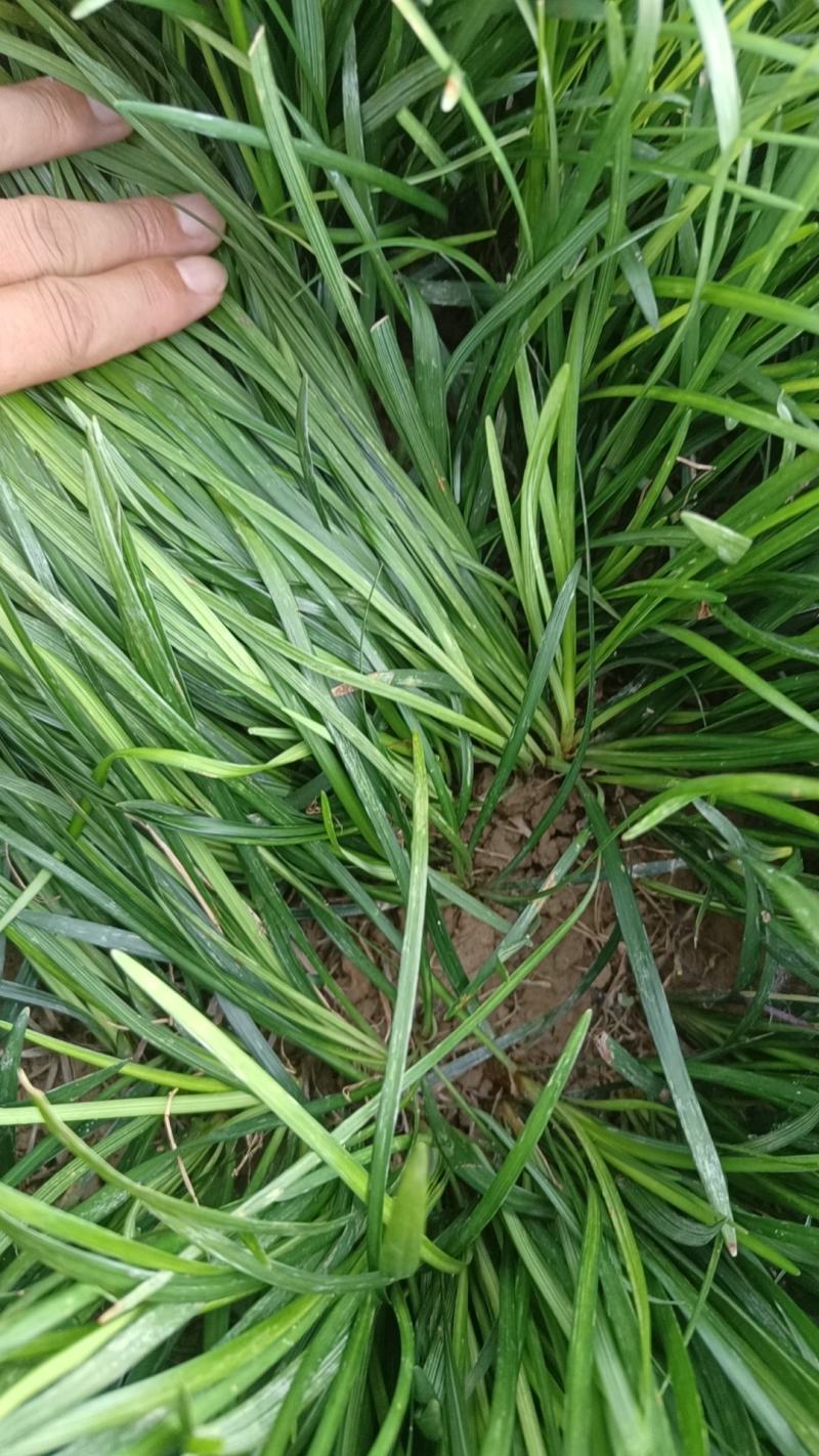 阔叶麦冬草