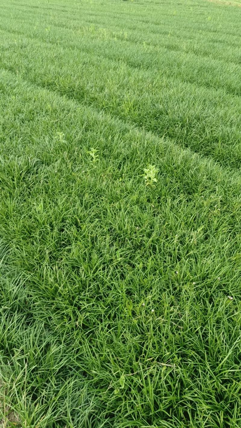 阔叶麦冬草