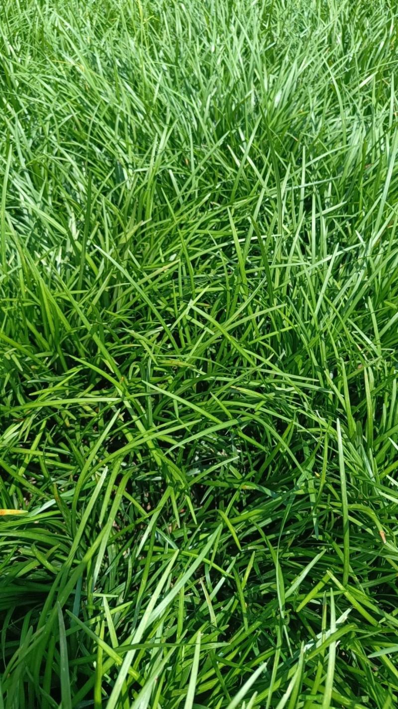 阔叶麦冬草