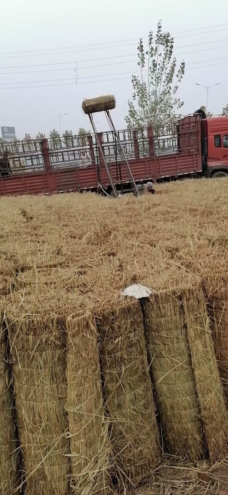 批发保暖稻草草苫子大棚草帘绿化草帘草苫子稻草帘