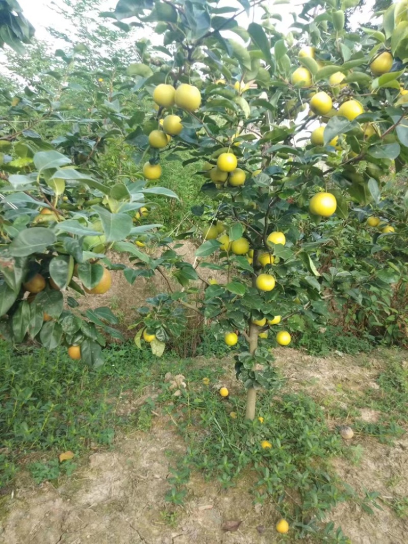 苹果梨，翠冠梨大量有货，欢迎询价