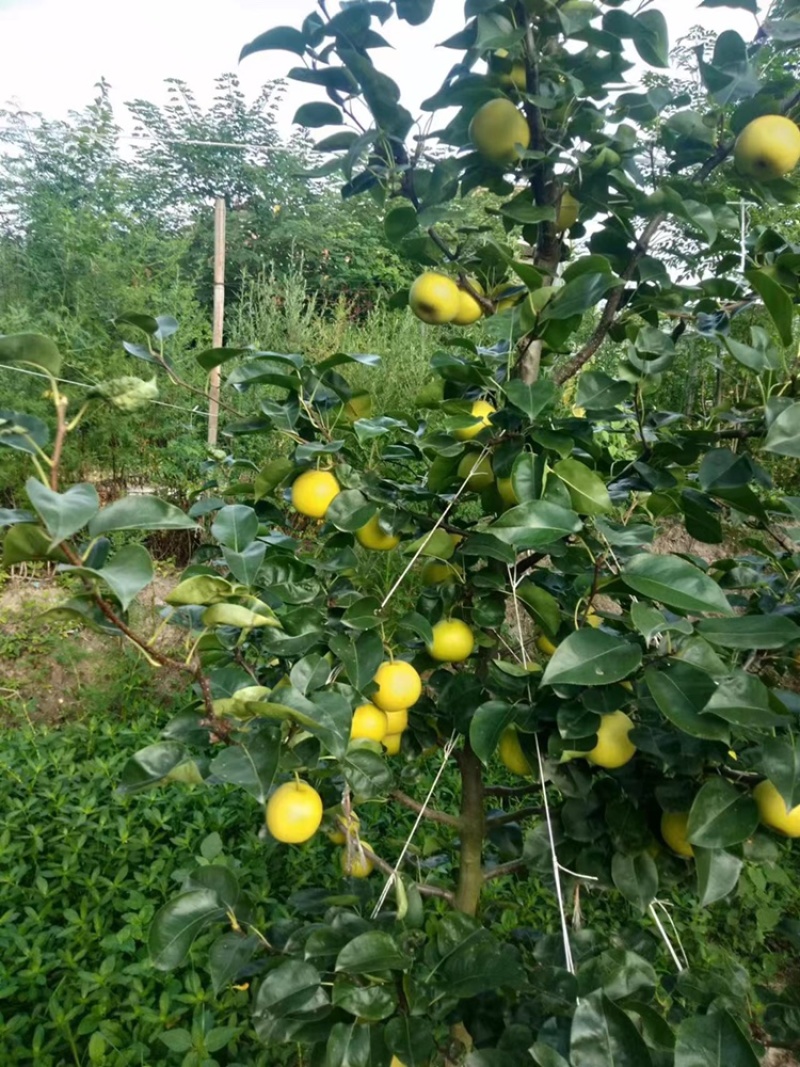 苹果梨，翠冠梨大量有货，欢迎询价