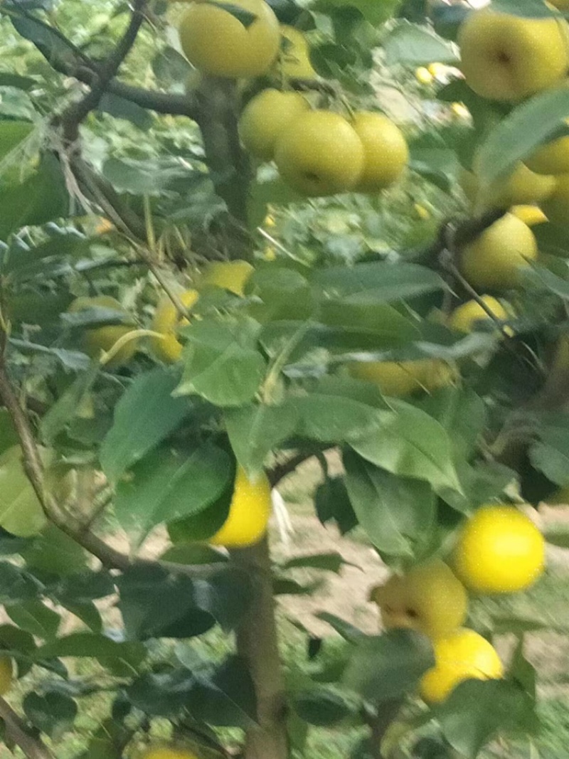 苹果梨，翠冠梨大量有货，欢迎询价