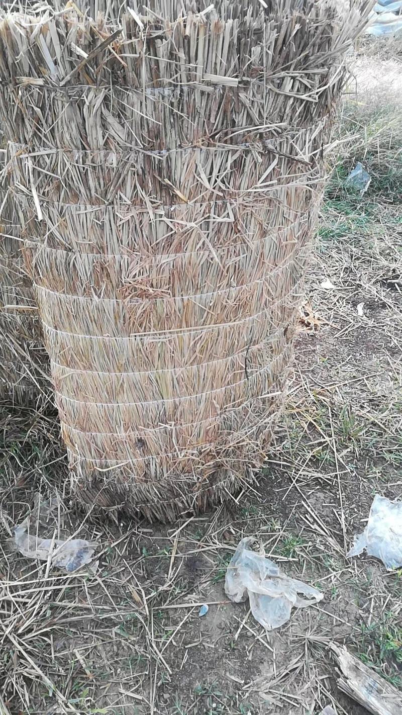 批发保暖稻草草苫子大棚草帘绿化草帘草苫子稻草帘