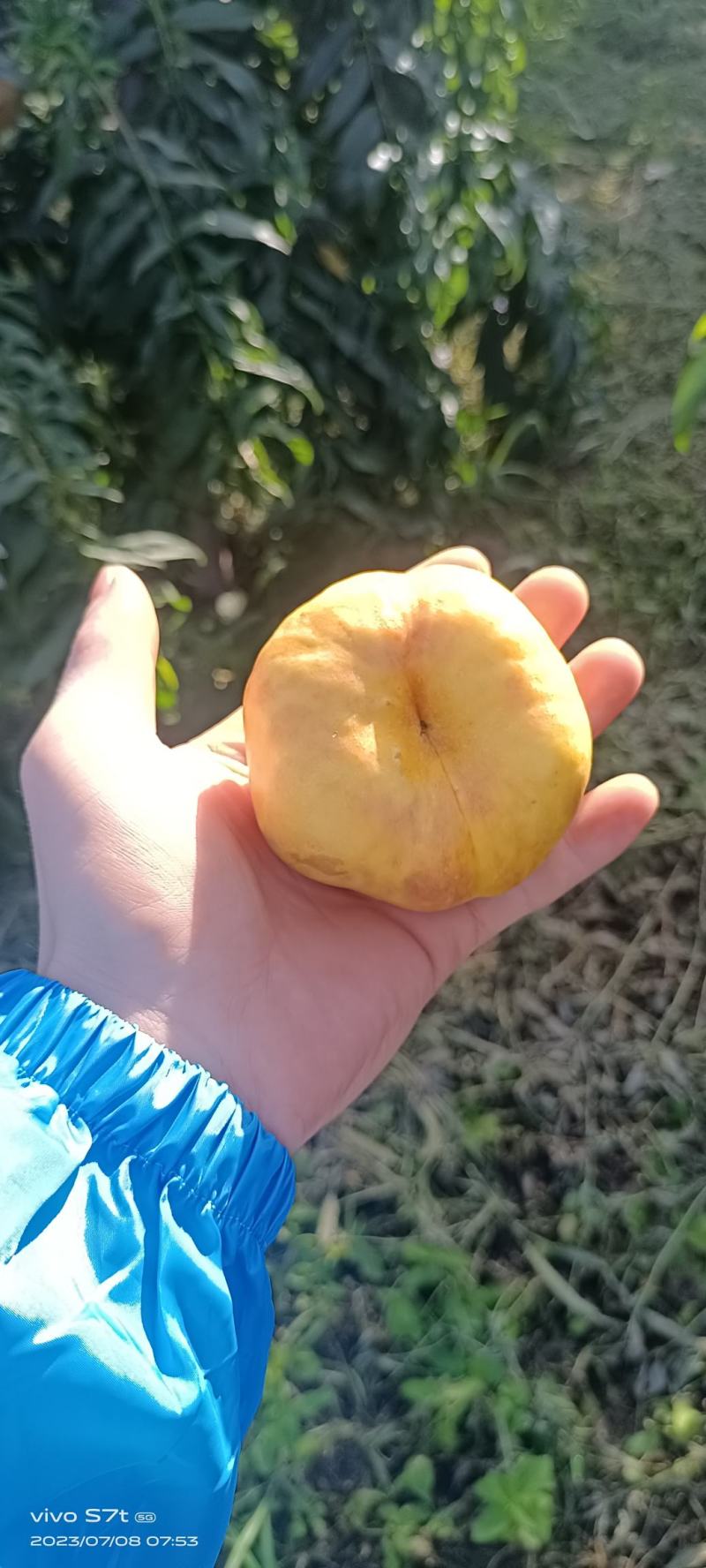 7一7油蟠桃