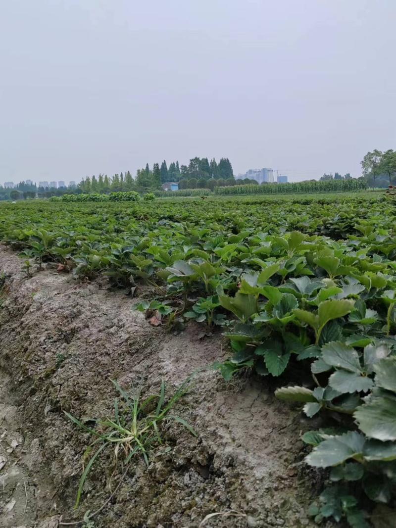 四川草莓苗奶油草莓苗品种规格齐全包技指导