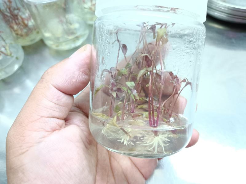 巴西人参
