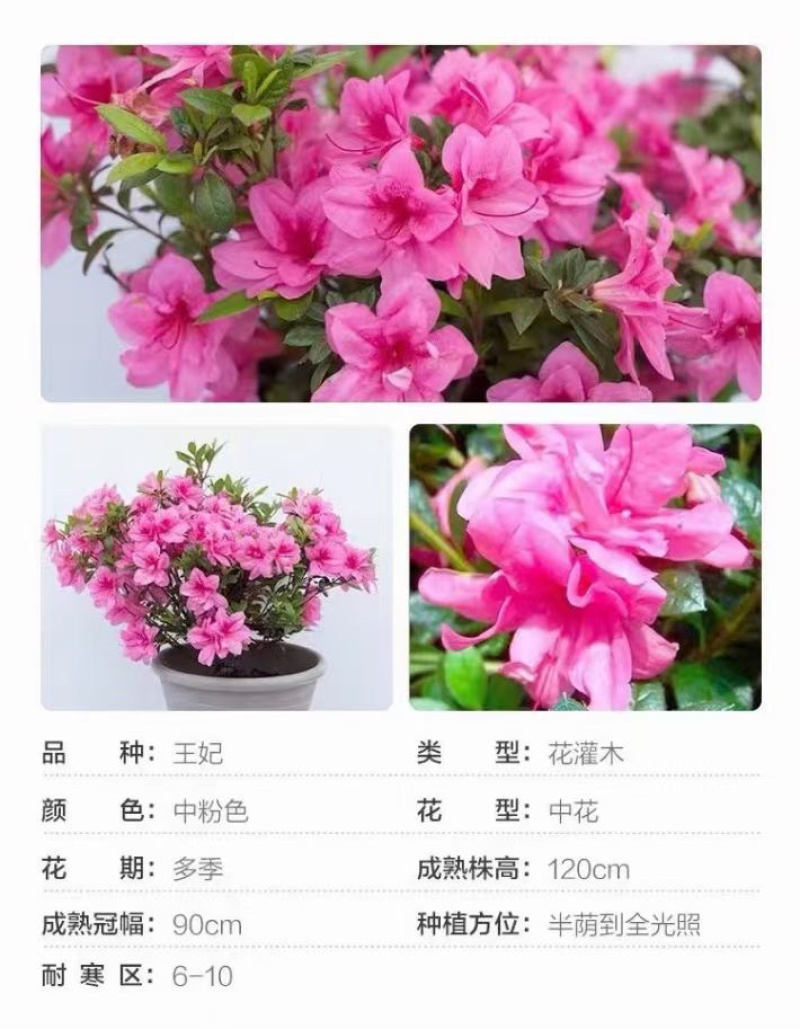 四季杜鹃批发，基地大量现货